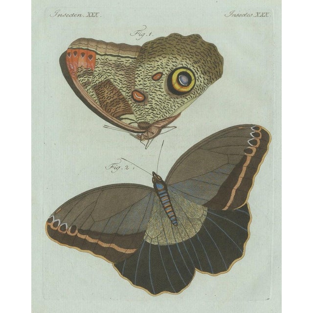 Bertuch, Two Exotic Butterflies, C. 1800, Engraving For Sale - Image 3 of 9