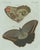Bertuch, Two Exotic Butterflies, C. 1800, Engraving For Sale - Image 3 of 9