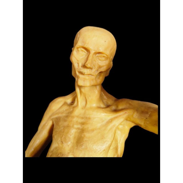 Anatomical Wax Model, 18th Century For Sale - Image 12 of 14