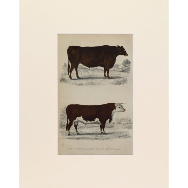19th Century, hand colored engraving of cattle published by A. Fullarton & Co., London for "A History of the Earth and...