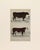 19th Century, hand colored engraving of cattle published by A. Fullarton & Co., London for "A History of the Earth and...