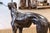 Bronze Sadows Bronze Whippet or Greyhound Dog Life Sized Sculpture For Sale - Image 8 of 10