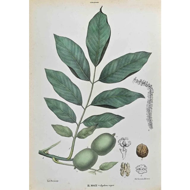 Lithograph hand watercolored. Plate from "Atlante di Botanica popolare ossia Illustrazione di Piante Notevoli di ogni...