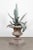 Iron Agave Plant Sculpture, 18th Century For Sale - Image 10 of 10