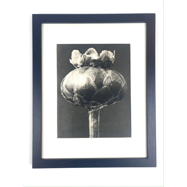 1940s 1940s Framed Botanical Blossfeldt Print - No. 43 For Sale - Image 5 of 5