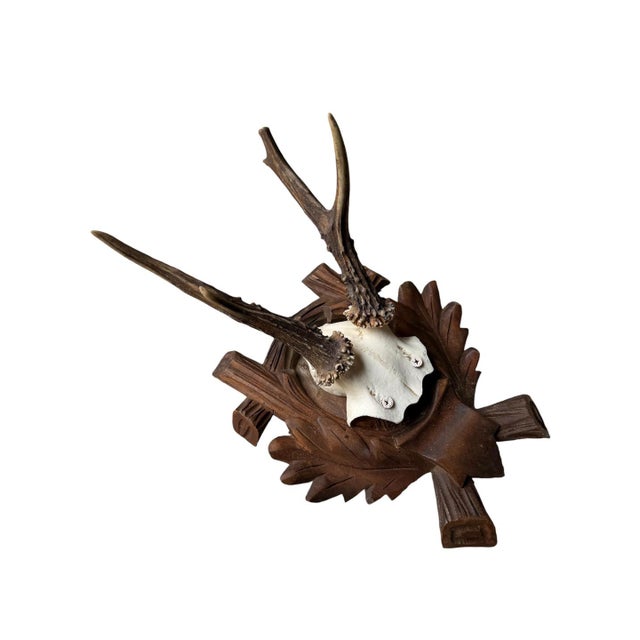 Roe Deer Trophy 182 Black Forest Antlers For Sale - Image 4 of 5