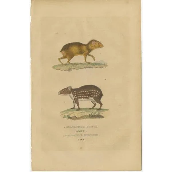 : The image portrays two rodent species native to Central and South America: 1. **Chloromys acuti**, likely a historical...