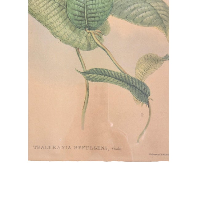 After W. Hart & HC Richter, Thalurania Refulgens and Hylonympha Macrocerca, 1800s, Hand-Colored Lithographs, Set of 2 For Sale - Image 7 of 18