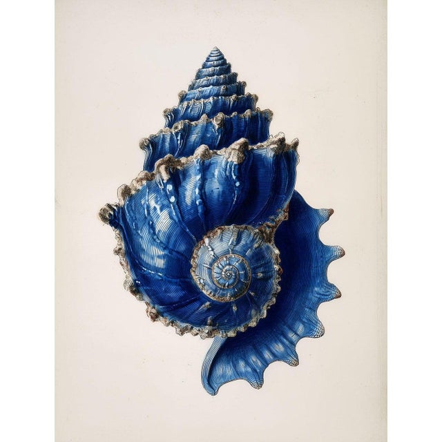 2020s Set of 6 – Blue and White Conch Shells Collection | Coastal Natural History Fine Art Prints For Sale - Image 5 of 14