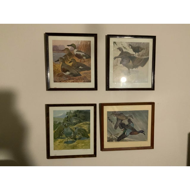 1917 Vintage DuPont Promotional Game Bird Framed Prints by Hunt & DeFeo - Set of 4 For Sale - Image 6 of 13