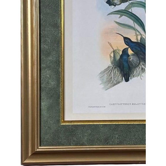 Wood Antique John Gould 1850s Hand Colored Hummingbird Lithograph Campylopterus Delattrei Custom Framed For Sale - Image 7 of 14