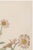 Japanese Daisy by Keika Hasegawa, Vintage Japanese Botanical Art Print, 8" X 12" For Sale - Image 3 of 8