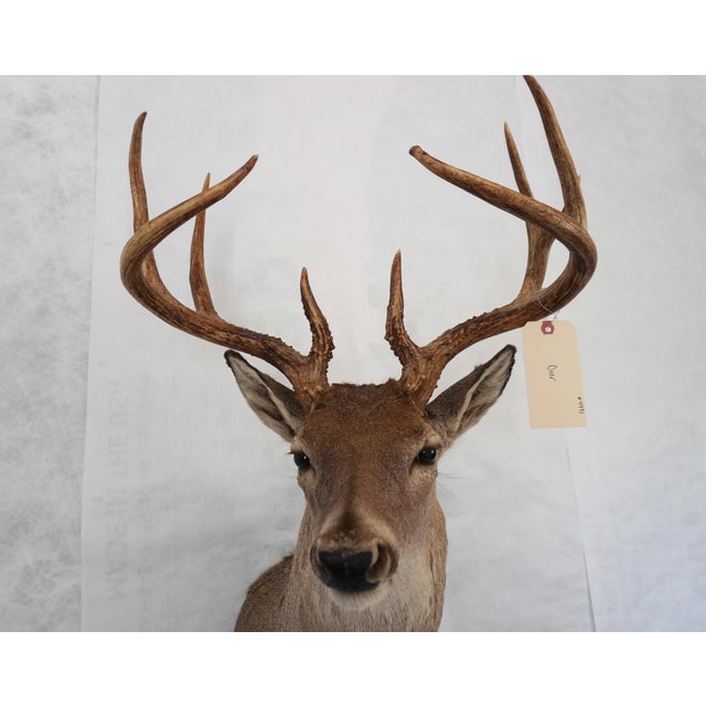 Whitetail Deer 9 Point Mount Head and Bust For Sale - Image 4 of 18