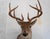 Whitetail Deer 9 Point Mount Head and Bust For Sale - Image 4 of 18