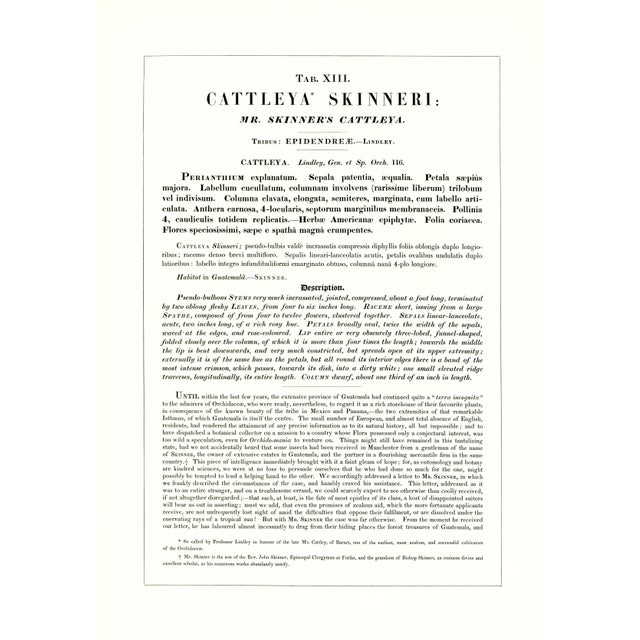 Large 1973 Orchid Flower Lithograph "Cattleya Skinneri" (Skinner's Cattleya) After James Bateman For Sale - Image 4 of 7
