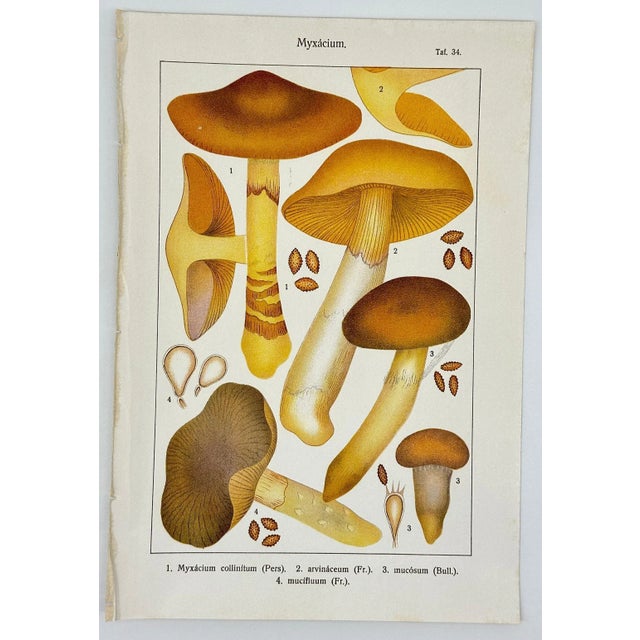 19th Century Original Antique 19th C Colored Lithograph Myxacium Mushrooms Fungi by Carl Gustav Jablonsky For Sale - Image 5 of 5
