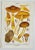 19th Century Original Antique 19th C Colored Lithograph Myxacium Mushrooms Fungi by Carl Gustav Jablonsky For Sale - Image 5 of 5
