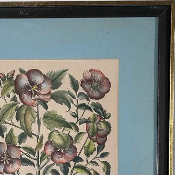 Wood Vintage Framed Basilius Besler Botanical Lithograph Prints Hortus Eystettensis Pair For Sale - Image 7 of 18