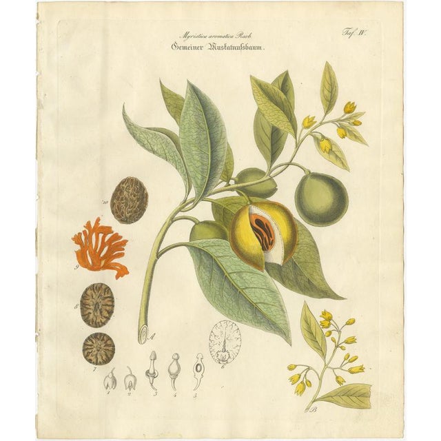 Antique Nutmeg Botanical Print, Myristica aromatica, Hand Colored : This striking botanical engraving depicts Myristica...