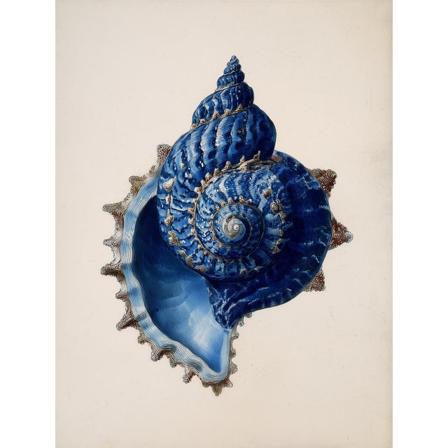Paper Set of 6 – Blue Conch Shells Collection | Coastal Natural History Fine Art Prints For Sale - Image 7 of 14