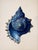 Paper Set of 6 – Blue Conch Shells Collection | Coastal Natural History Fine Art Prints For Sale - Image 7 of 14