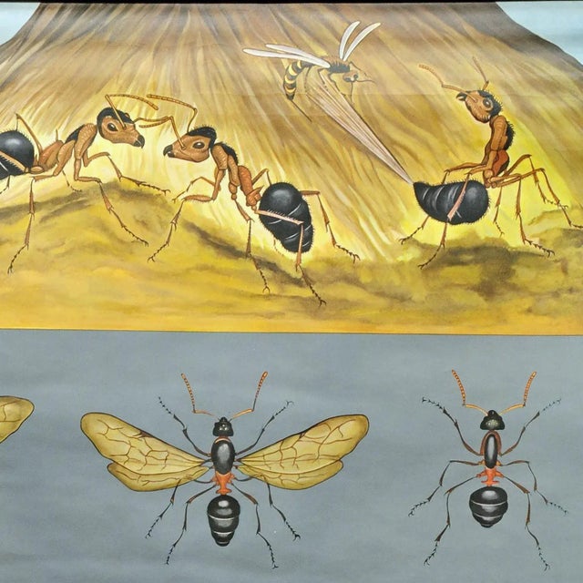 Vintage Biology Animals Red Wood Ant School Wall Chart by Jung Koch Quentell For Sale - Image 3 of 6