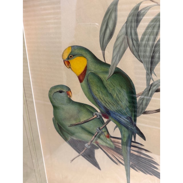 Original Circa 1848 John Gould “Polytelis Barrabandi” Hand-Colored Lithograph For Sale - Image 4 of 9