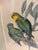 Original Circa 1848 John Gould “Polytelis Barrabandi” Hand-Colored Lithograph For Sale - Image 4 of 9