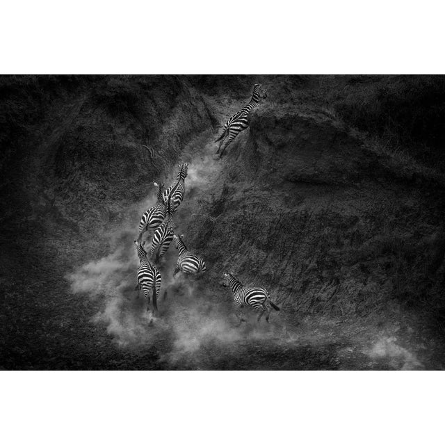 Khaichuin Sim, Herd of Zebras Running, Photographic Paper For Sale