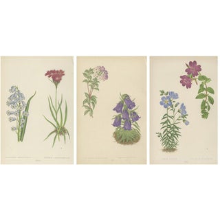 David Wooster, Victorian Triptych of Alpine Flowers from Alpine Plants, 1874, Print, Set of 3 For Sale