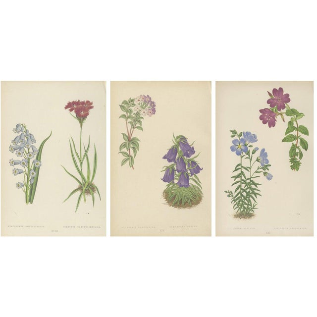 David Wooster, Victorian Triptych of Alpine Flowers from Alpine Plants, 1874, Print, Set of 3 For Sale