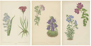 David Wooster, Victorian Triptych of Alpine Flowers from Alpine Plants, 1874, Print, Set of 3