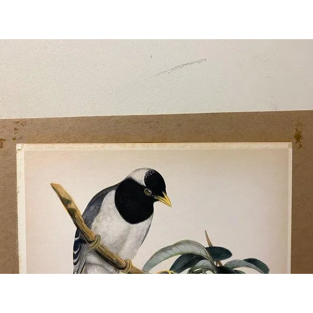 John Gould (1804-1881), Urocissa Cucullata, Hand Colored Lithograph, C. 1865 For Sale - Image 9 of 11