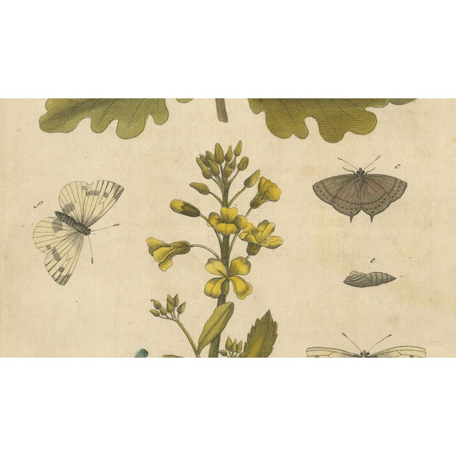 Albin, Butterfly Life Cycle on Oak & Wallflower, 1720, Paper For Sale - Image 3 of 9