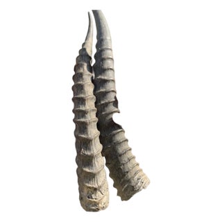 Vintage Style Hand-Carved Wooden Decorative Horns – Pair For Sale