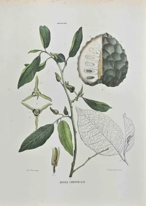 Vincenzo Tenore, The Anonaceae, Lithograph, 1870s