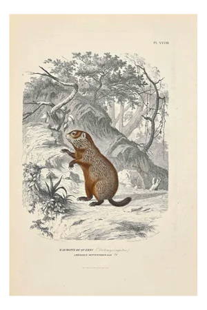 Paul Gervais, Marmot of Quebec, Original Lithograph, 1854