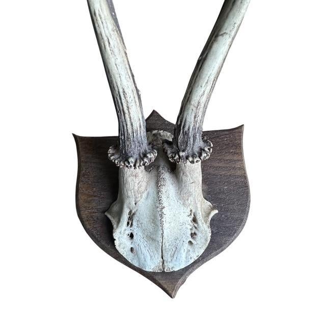 1900 - 1909 Pair of Early 1900s Roe DeerTrophies 116 Black Forest Antlers For Sale - Image 5 of 7