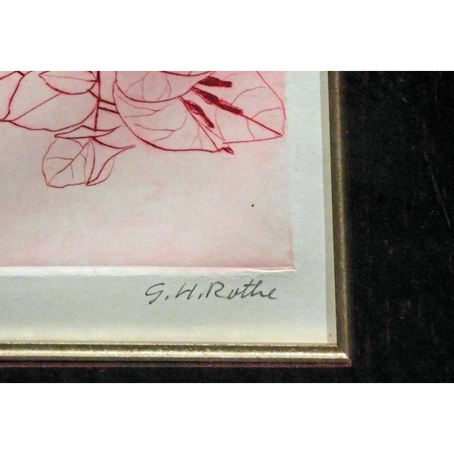 g.h Rothe Bougainvillea 1981 Mezzotint Etching Hand Signed For Sale - Image 4 of 6