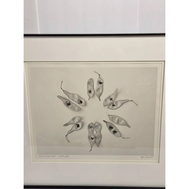 Late 20th Century Bill Pusztai Signed Limited Edition "Seattle Japanese Garden" Photograph & "Black Locust" Botanical Print - Framed Pair For Sale - Image 4 of 16