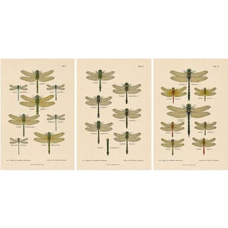 Dragonfly & Damselfly Lithographs by Richard Tümpel, 1908, Set of 3 For Sale