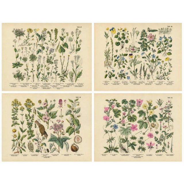 Black M. Fünfstück, German Wildflower Botanical Plates, 1890s, Chromolithographs, Set of 4 For Sale - Image 8 of 9
