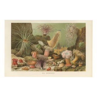 Richard Lydekker, Sea Anemones Colorful Marine Invertebrates, 1896, Color Process Print For Sale