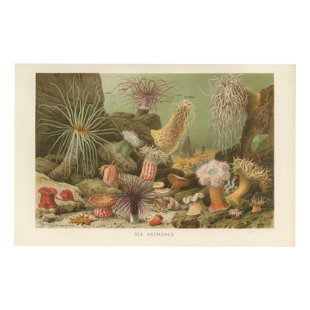 Richard Lydekker, Sea Anemones Colorful Marine Invertebrates, 1896, Color Process Print For Sale