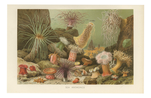Richard Lydekker, Sea Anemones Colorful Marine Invertebrates, 1896, Color Process Print
