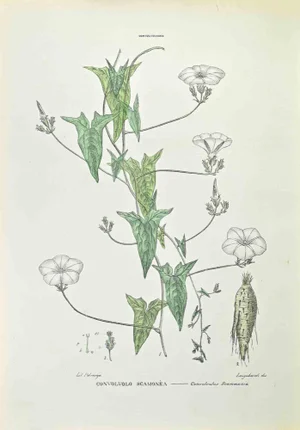 Vincenzo Tenore, Convolvulus Scamonea, Lithograph, 1870s