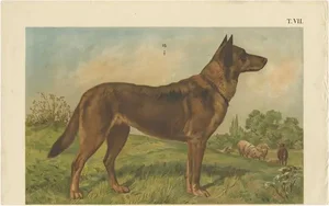 Th. Breidwiser, German Shepherd, 1879, Paper
