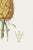 Vintage Hand-Drawn Pineapple, Botanical Art Print Reproduction, 20" X 30" For Sale - Image 10 of 10