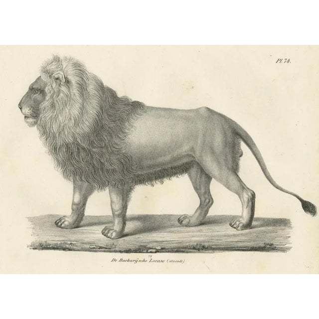 19th-century lithograph of the majestic barbary lion standing in profile this exquisite 19th-century lithograph presents a...
