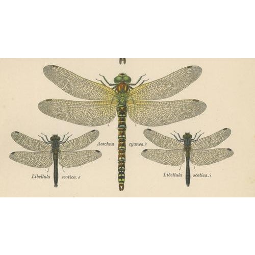 Dragonflies of Central Europe, 1908, Lithograph, Set of 3 For Sale - Image 11 of 14